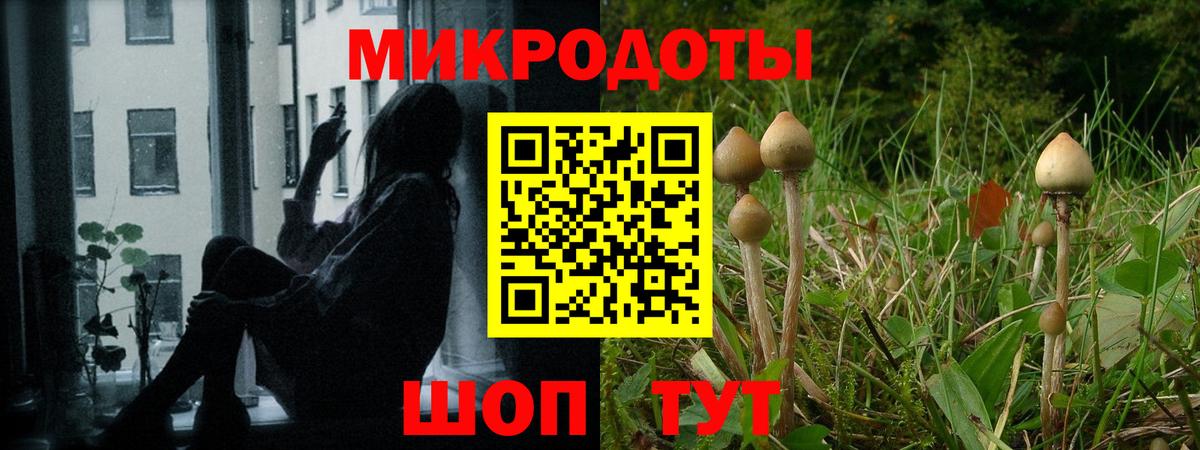 Псилоцибиновые грибы Psilocybe  Вход с VPN  Костомукша 